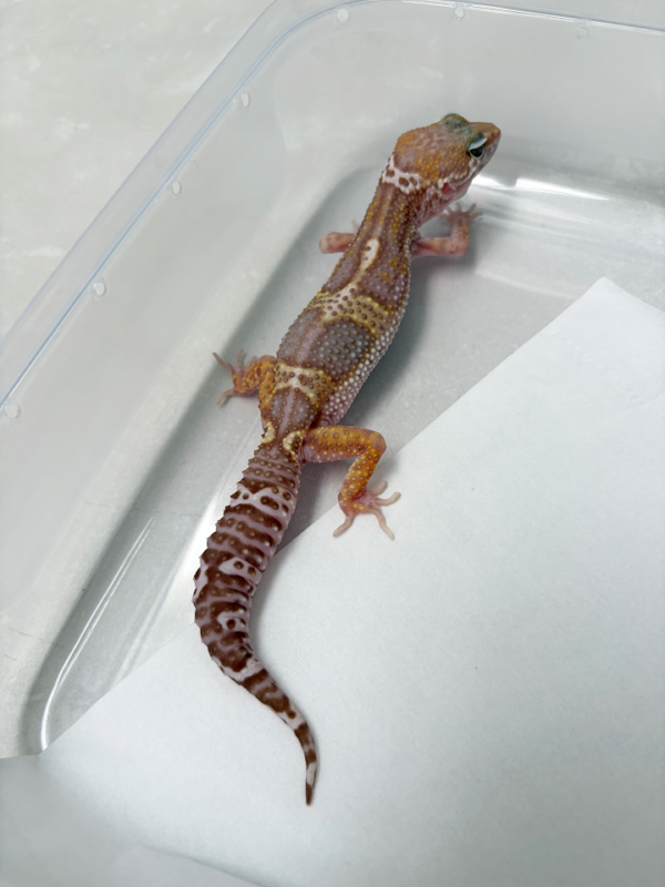 B261068 Gecko Mack Snow Chocolate betina