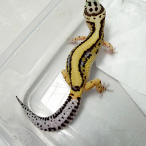 B261070 Gecko Bold Stripe ph Tremper betina B261070 Gecko Bold Stripe ph Tremper betina