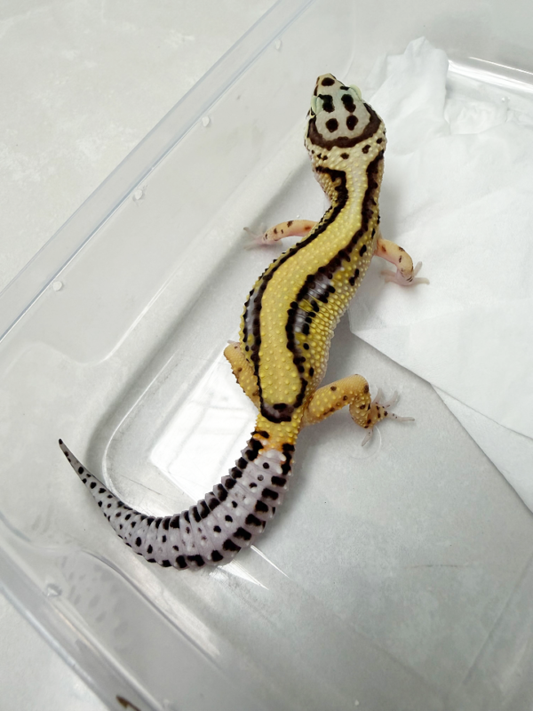 B261070 Gecko Bold Stripe ph Tremper betina