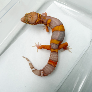 B261071 Gecko Bell Lavender BN Cross jantan