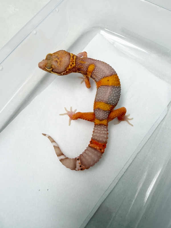 B261071 Gecko Bell Lavender BN Cross jantan