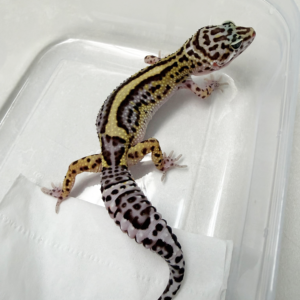 B261072 Gecko Mack Snow Bold Stripe BN Cross B261072 Gecko Mack Snow Bold Stripe BN Cross
