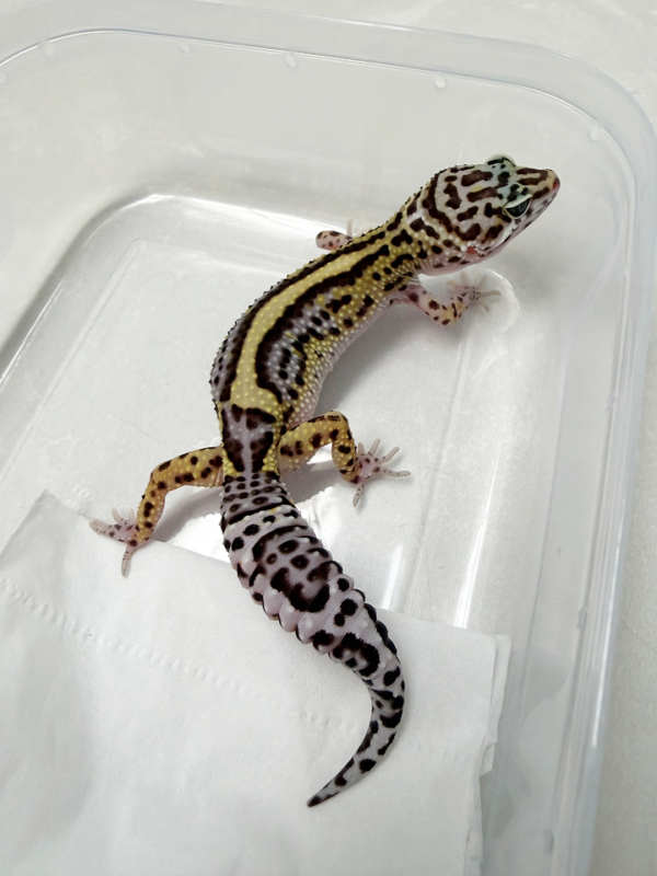 B261072 Gecko Mack Snow Bold Stripe BN Cross