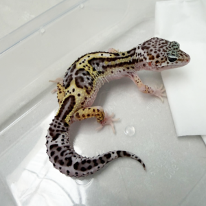 B261074 Gecko Mack Snow Eclipse BN Cross B261074 Gecko Mack Snow Eclipse BN Cross