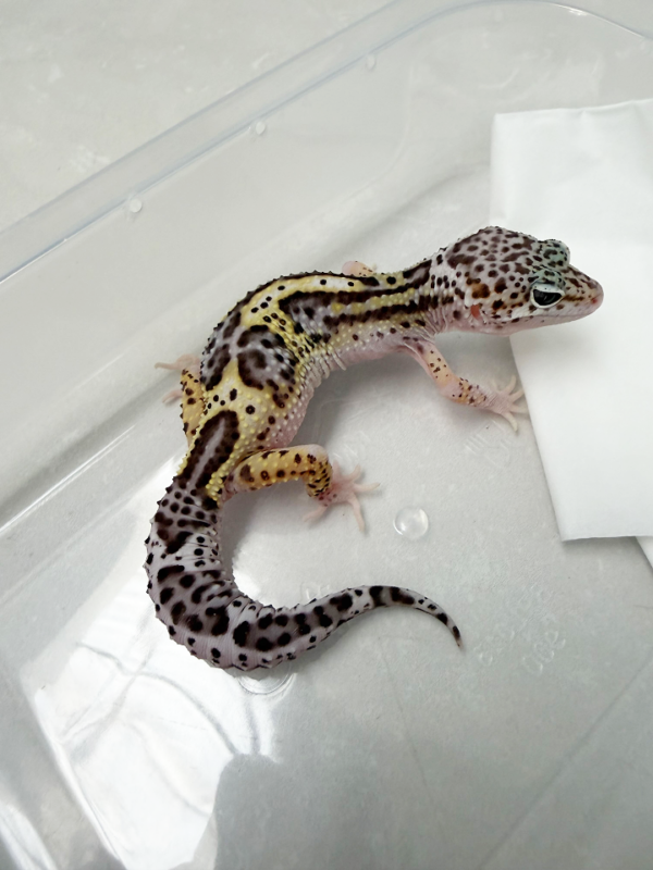 B261074 Gecko Mack Snow Eclipse BN Cross