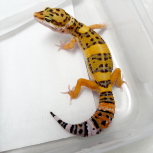 B261076 Gecko Tangerine het Tremper jantan