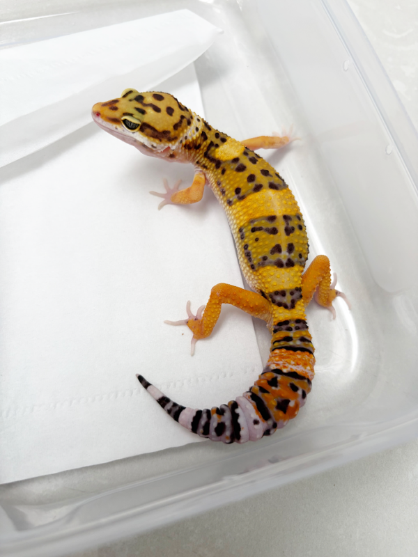 B261076 Gecko Tangerine het Tremper jantan