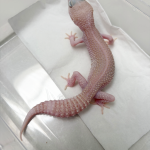 B261077 Gecko Pied Super RAPTOR jantan