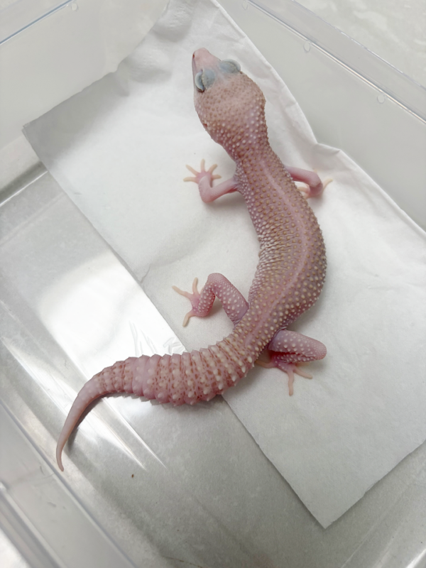 B261077 Gecko Pied Super RAPTOR jantan