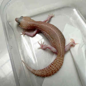 B261078 Gecko Super RAPTOR BN Cross betina B261078 Gecko Super RAPTOR BN Cross betina