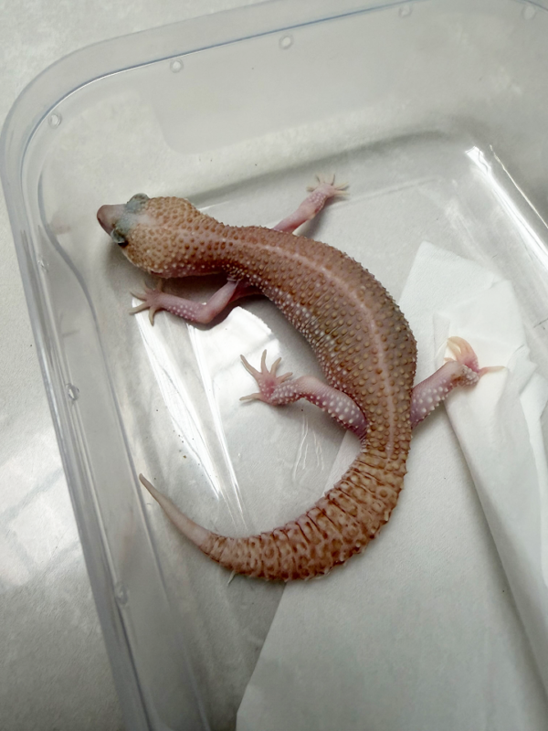 B261078 Gecko Super RAPTOR BN Cross betina