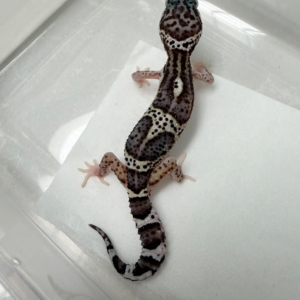 B261079 Gecko Black Night MS Eclipse jantan B261079 Gecko Black Night MS Eclipse jantan