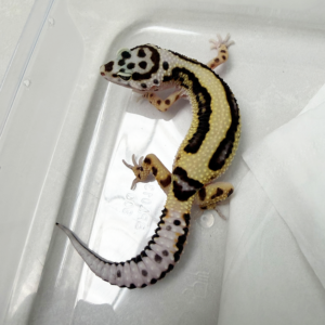 B261080 Gecko Bold Stripe Bandit Line betina B261080 Gecko Bold Stripe Bandit Line betina