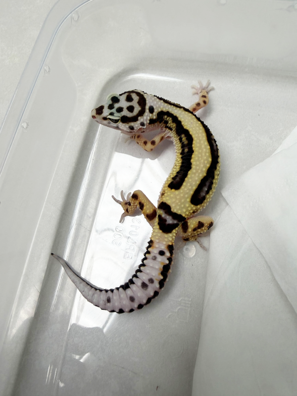 B261080 Gecko Bold Stripe Bandit Line betina