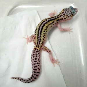 B261081 Gecko Ulet Bambu BN Cross betina B261081 Gecko Ulet Bambu BN Cross betina