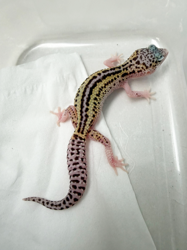 B261081 Gecko Ulet Bambu BN Cross betina