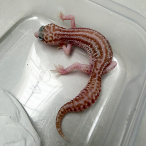 B261083 Gecko Black Night Super RAPTOR B261083 Gecko Black Night Super RAPTOR