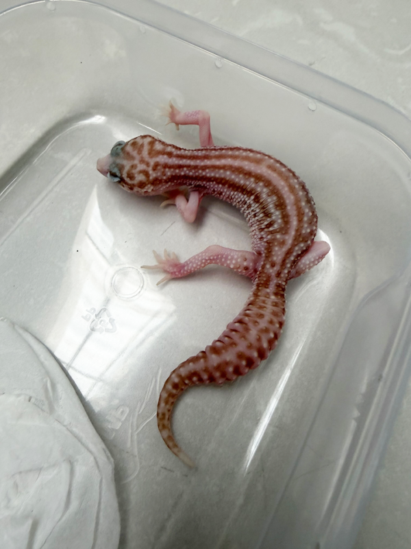 B261083 Gecko Black Night Super RAPTOR