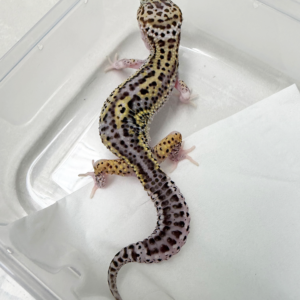 B261085 Gecko Ulet Bambu BN Cross jantan