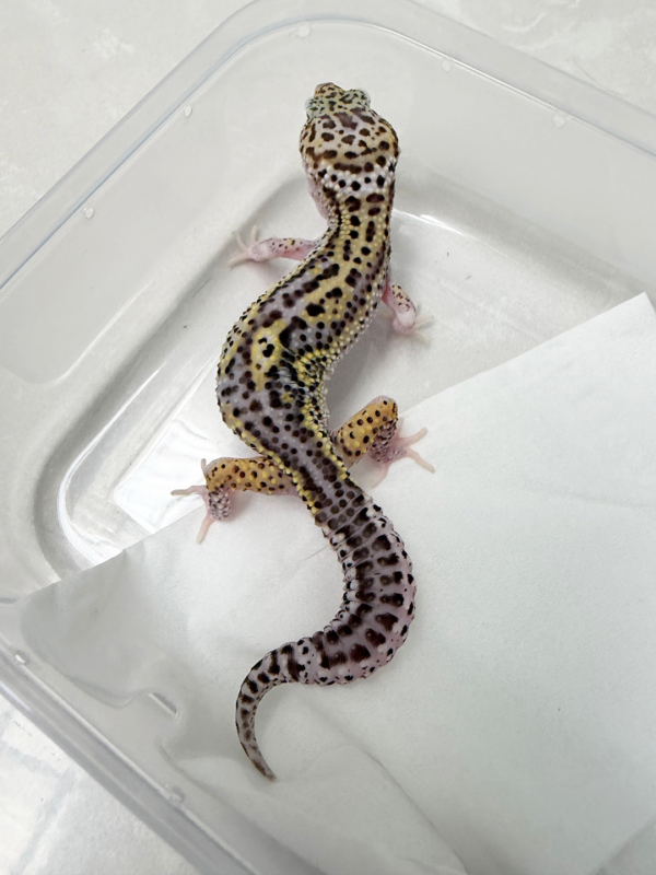 B261085 Gecko Ulet Bambu BN Cross jantan