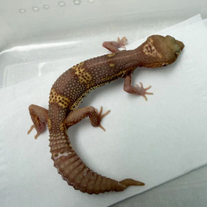 B261086 Gecko Black Night Bell Albino betina B261086 Gecko Black Night Bell Albino betina