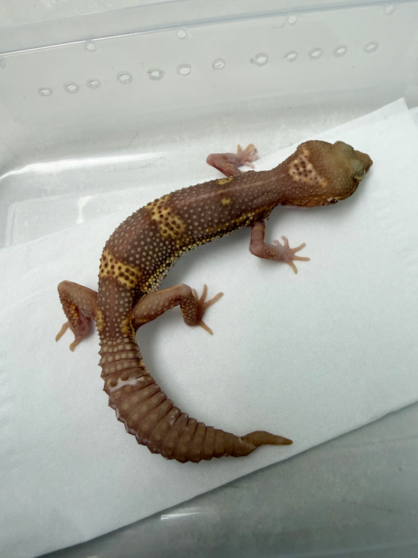 B261086 Gecko Black Night Bell Albino betina