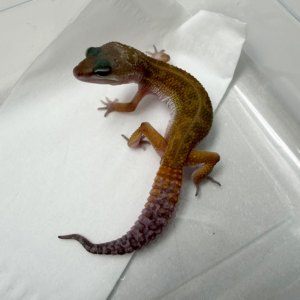 B261087 Gecko BN MP jantan