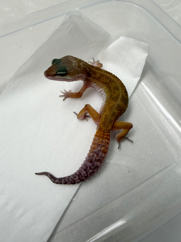 B261087 Gecko BN MP jantan