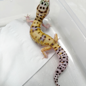 B261088 White & Yellow ph Tremper betina B261088 White & Yellow ph Tremper betina