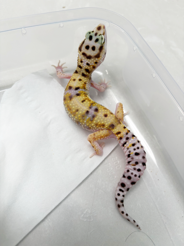 B261088 White & Yellow ph Tremper betina