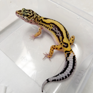 B261089 Gecko Bold Stripe het Tremper betina B261089 Gecko Bold Stripe het Tremper betina