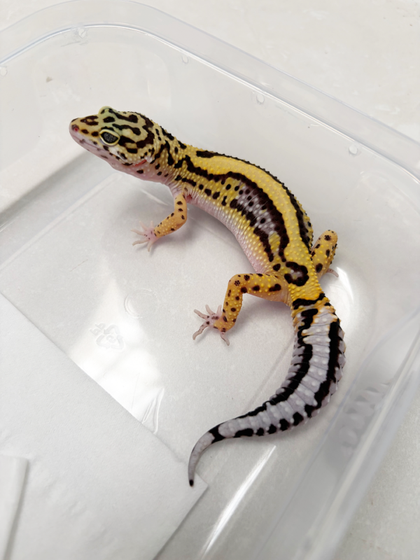 B261089 Gecko Bold Stripe het Tremper betina