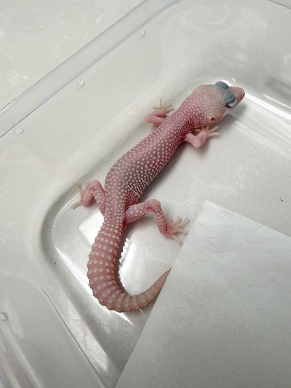 B261090 Gecko poss Super Diablo Blanco jantan