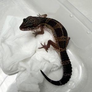 B261091 Gecko Black Night ph Bell betina