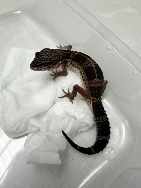 B261091 Gecko Black Night ph Bell betina