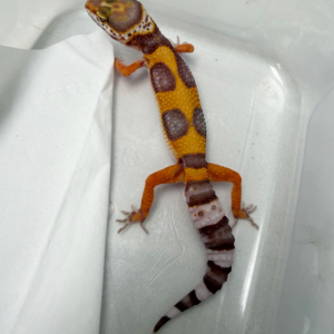 B261092 Gecko Tangerine Chocolate Jungle betina B261092 Gecko Tangerine Chocolate Jungle betina