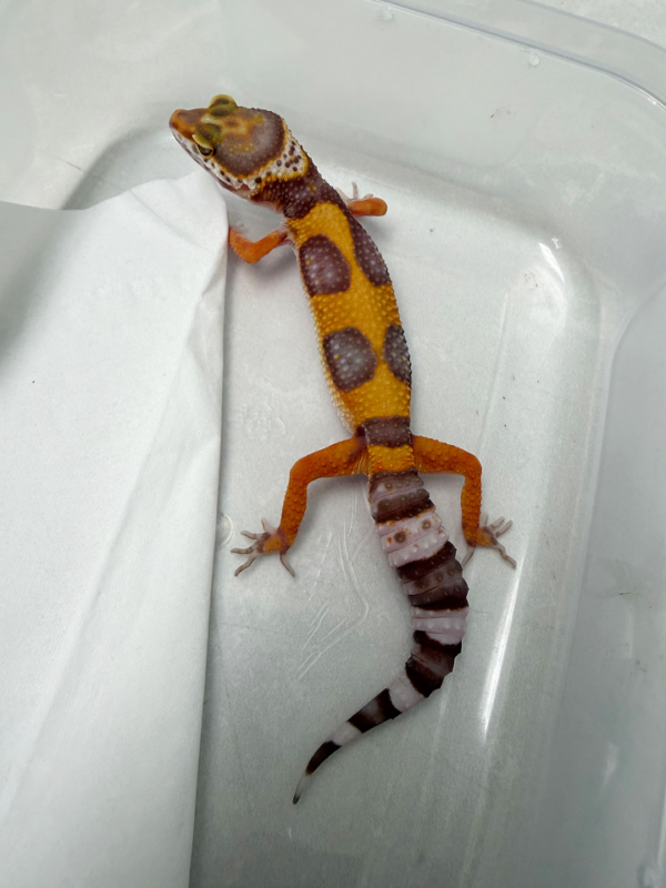 B261092 Gecko Tangerine Chocolate Jungle betina