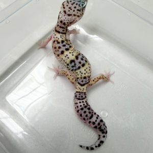 B261093 Gecko Mack Snow het Blizzard betina B261093 Gecko Mack Snow het Blizzard betina