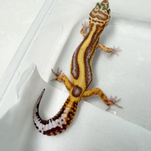 B261094 Gecko Tremper Bold Stripe jantan