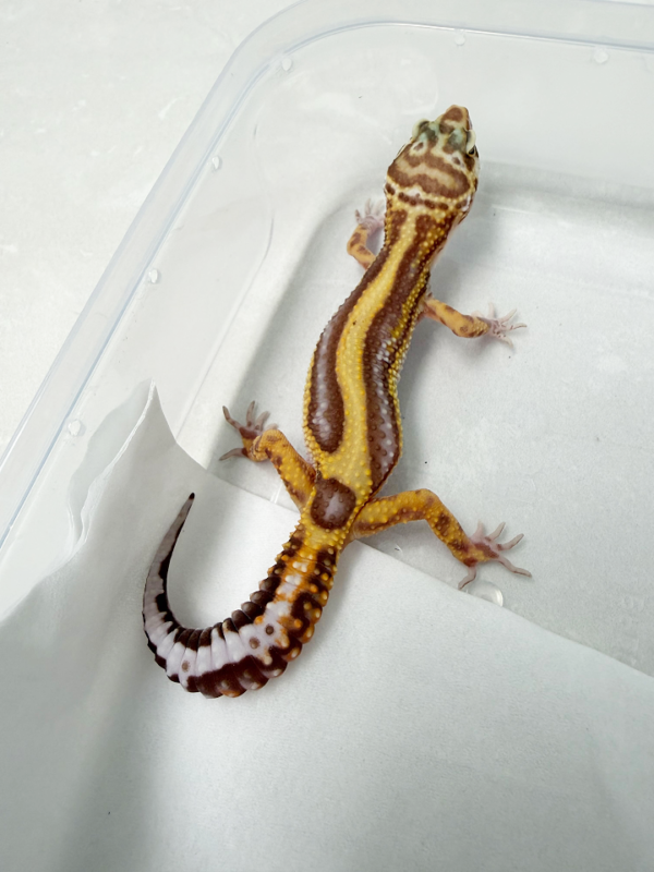 B261094 Gecko Tremper Bold Stripe jantan