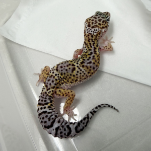 B261095 Gecko Mack Snow BN Cross betina B261095 Gecko Mack Snow BN Cross betina