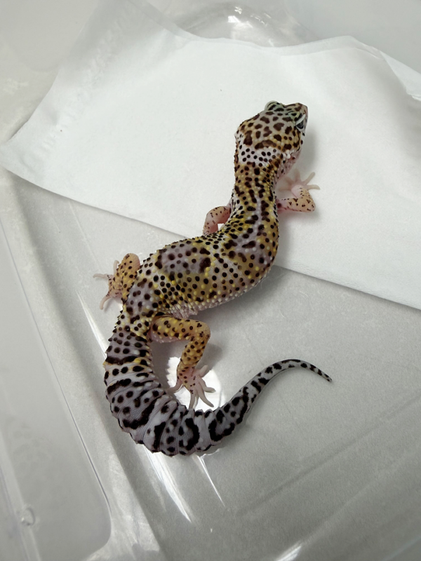 B261095 Gecko Mack Snow BN Cross betina