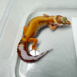 B261096 Gecko White & Yellow Tremper Stripe B261096 Gecko White & Yellow Tremper Stripe