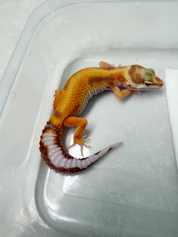 B261096 Gecko White & Yellow Tremper Stripe