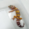B261097 Gecko Tremper Albino betina