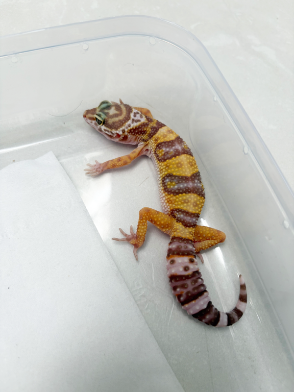 B261097 Gecko Tremper Albino betina
