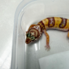 B261097 Gecko Tremper Albino motif kepala unik