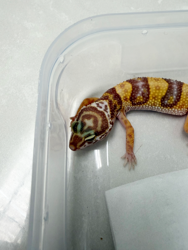 B261097 Gecko Tremper Albino motif kepala unik