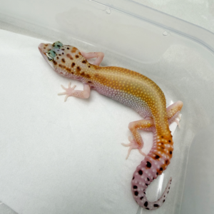 B261098 Gecko Eclipse Patty Stripe betina B261098 Gecko Eclipse Patty Stripe betina