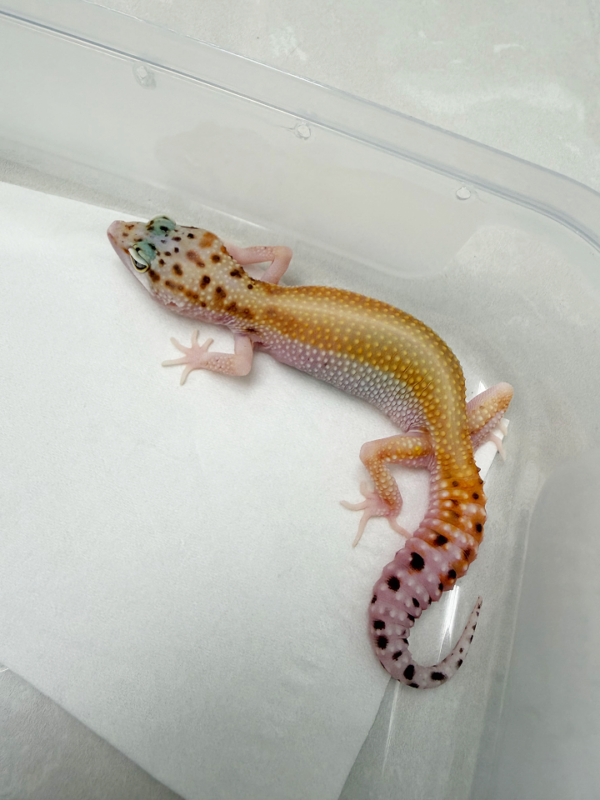 B261098 Gecko Eclipse Patty Stripe betina